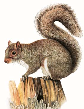 Sciurus vulgaris. Pollino